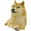 PERRITO 10