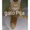 gato Pija