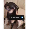Sex Mode