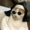 animales facheros (cool animals) 12