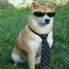 animales facheros (cool animals) 13