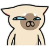 Siamese cat reactions 9