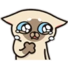 Siamese cat reactions 12
