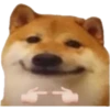 PERRITO 16