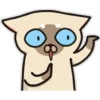 Siamese cat reactions 13
