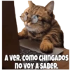 A VER, COMO CHINGADOS
no voy A SABER.