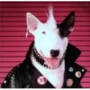 animales facheros (cool animals) 18
