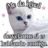MICHI Pa' Enamorarte bb 17