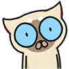 Siamese cat reactions 20