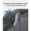 He visto vecinos chismosos, pero
un burro ¡es la primera vez!
4