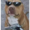 animales facheros (cool animals) 21