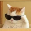 animales facheros (cool animals) 25