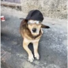 animales facheros (cool animals) 29