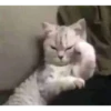 cats and other magnificent creatures  :D 6