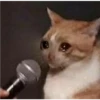 Cats suffering 5