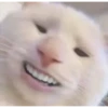 Animais 2 5