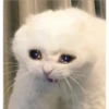 Cats suffering 6