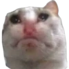 Cats suffering 7