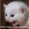 Animais 2 6