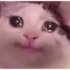Animais 2 7