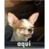 (＠_＠;) Animalitos 6