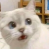 cats and other magnificent creatures  :D 7