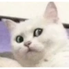 Animais 2 8
