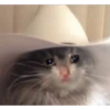 Cats suffering 9