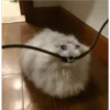 Cats suffering 10
