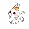 Rabbit 14
