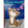 Gatitos cariñosos Mov 15
