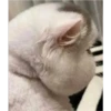 (＠_＠;) Animalitos 9