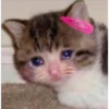 Cats suffering 12