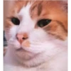 (＠_＠;) Animalitos 10