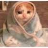 cats and other magnificent creatures  :D 14