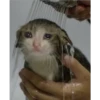 Cats suffering 13