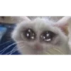 Cats suffering 14