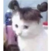 (＠_＠;) Animalitos 13