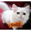 FRAGIL