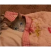 Cats suffering 16