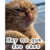 (＠_＠;) Animalitos 17