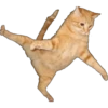 Animais 2 12