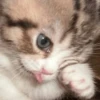 cats and other magnificent creatures  :D 19