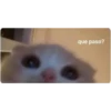 (＠_＠;) Animalitos 18