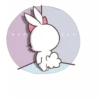 Rabbit 19