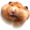 (＠_＠;) Animalitos 20