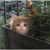 Cats suffering 19