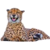 AnimalesChidos 16