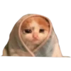 Cats suffering 20