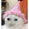 Cats suffering 21